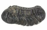 Bargain, Austerops Trilobite Fossil - Rock Removed #55868-1